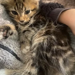 4 kittens, ready to go