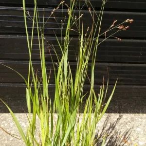 Ornamental Grass - Image 3