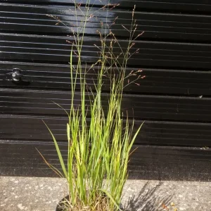 Ornamental Grass