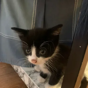 Cats - Image 2