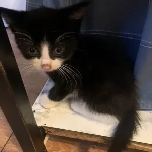 Cats