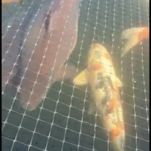 Japanese koi fish - Image 2