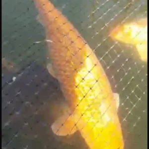 Japanese koi fish - Image 3