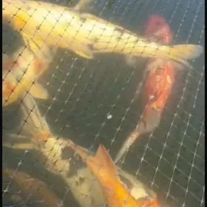 Japanese koi fish - Image 4
