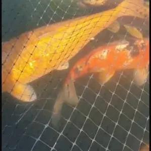 Japanese koi fish