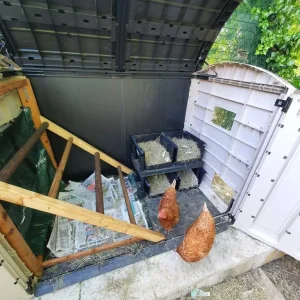 Chickens and full coop setup - Image 2