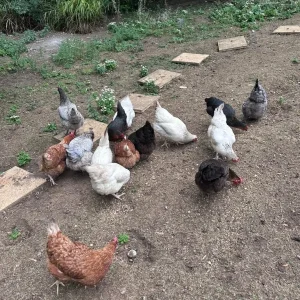 Chickens and full coop setup - Image 4