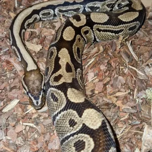 Adult male Royal Python - Image 2