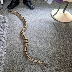 Adult male Royal Python - Image 3