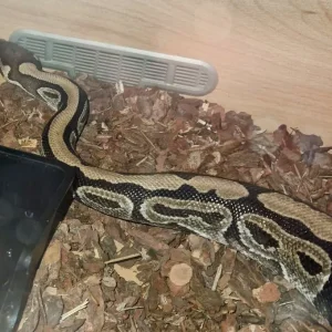 Adult male Royal Python