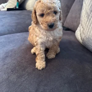 Labradoodle puppies