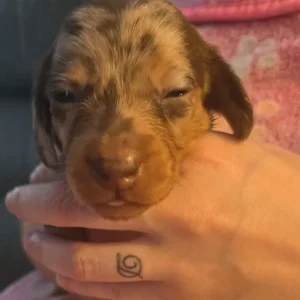 Miniature Dachshund Puppies - Image 2