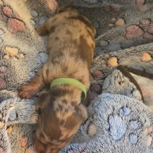 Miniature Dachshund Puppies - Image 4