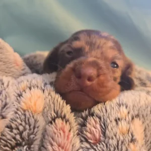 Miniature Dachshund Puppies - Image 5