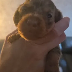 Miniature Dachshund Puppies - Image 6