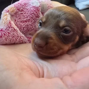 Miniature Dachshund Puppies - Image 7