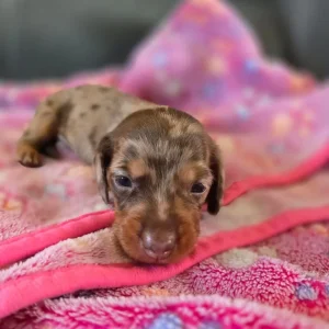 Miniature Dachshund Puppies