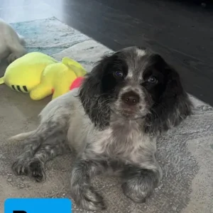 Cocker spaniel puppies - Image 2
