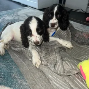 Cocker spaniel puppies - Image 3