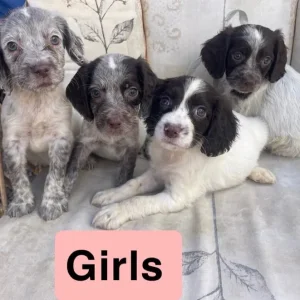 Cocker spaniel puppies - Image 4