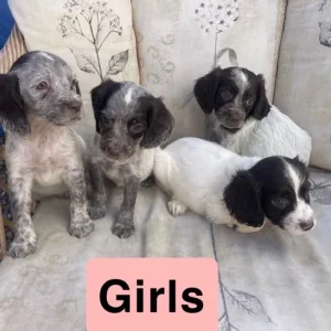 Cocker spaniel puppies - Image 5
