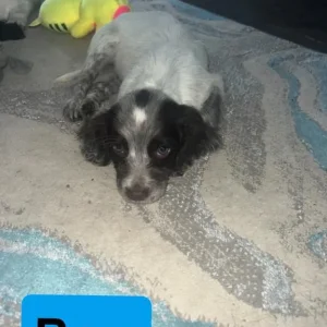 Cocker spaniel puppies
