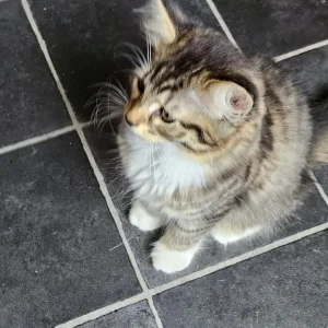 12-week-old girl looking for a family - Image 2