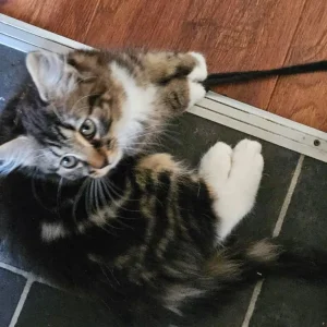 12-week-old girl looking for a family - Image 3