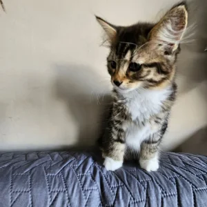 12-week-old girl looking for a family - Image 4