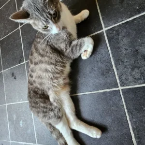12-week-old girl looking for a family - Image 5