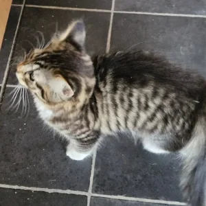 12-week-old girl looking for a family