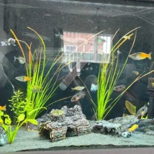 Fluval Shaker 252 L fish tank - Image 2