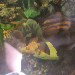450L tank - Image 3