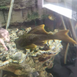 450L tank - Image 6