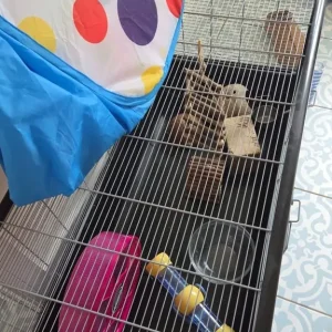 Hamster cage