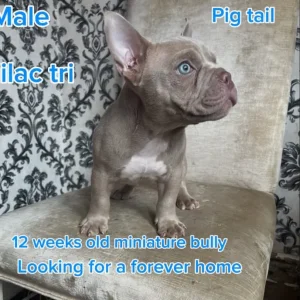 Micro bully - Image 2