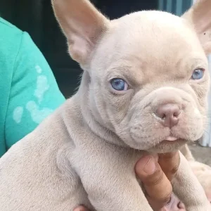 Micro bully - Image 3