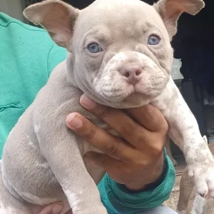 Micro bully - Image 4