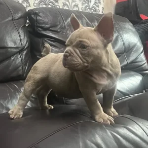 Micro bully - Image 5