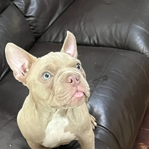 Micro bully