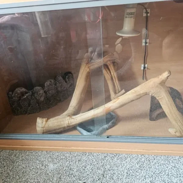 Lizard tank with accessories