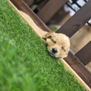 3 golden retriever puppies from a loving mum's first litter - Image 2