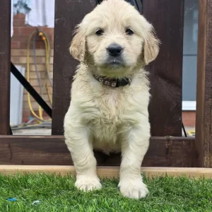 3 golden retriever puppies from a loving mum's first litter - Image 3