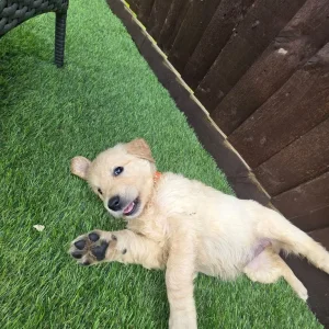 3 golden retriever puppies from a loving mum's first litter - Image 4