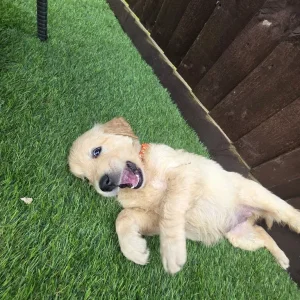 3 golden retriever puppies from a loving mum's first litter - Image 5