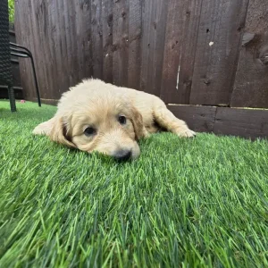 3 golden retriever puppies from a loving mum's first litter - Image 6