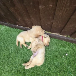 3 golden retriever puppies from a loving mum's first litter - Image 7
