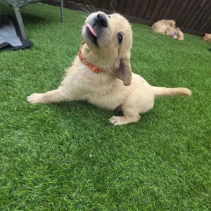 3 golden retriever puppies from a loving mum's first litter - Image 8