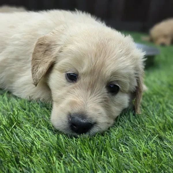 3 golden retriever puppies from a loving mum's first litter