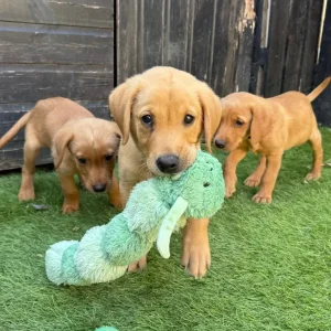 Red Fox Labrador puppies - Image 2